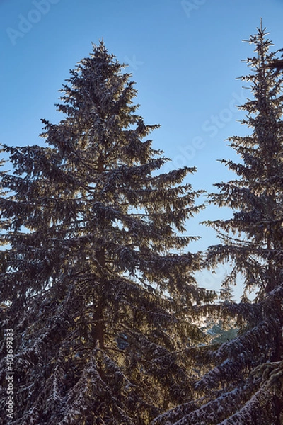 Obraz Pine and blue sky