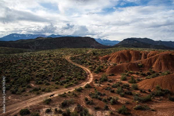 Fototapeta Dog runs on a road through a desert valley, Southern Utah