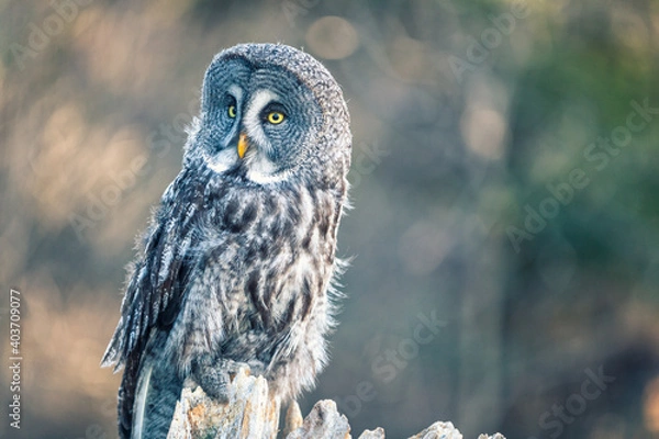 Obraz great grey owl