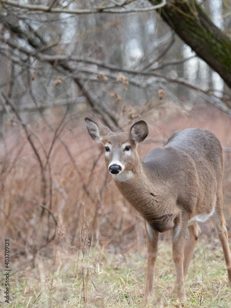 Fototapeta White-tailed Deer