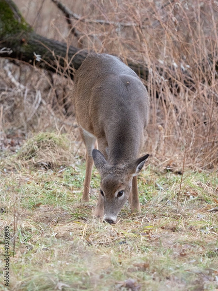 Fototapeta White-tailed Deer