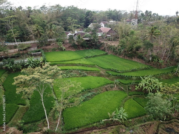 Obraz Rice Fields From Above