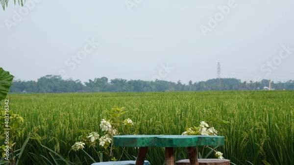 Obraz Rice Fields