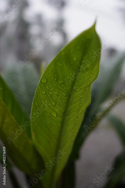 Obraz Green Wet Leaf