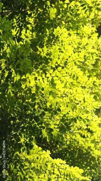 Obraz Yellow and green leafs