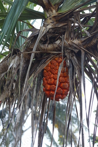 Obraz sugar palm fruit