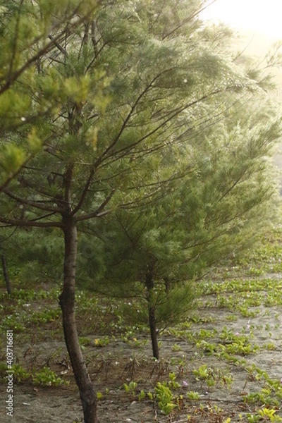 Obraz Pine Tree on Sunrise