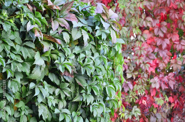 Fototapeta Leaves of wild grapes in the garden. Background of grape leaves.