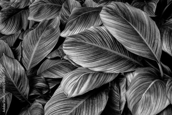 Fototapeta tropical banana leaf texture in garden, abstract green leaf, large palm foliage nature dark green background