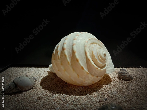Obraz Marine biota on the beach sand