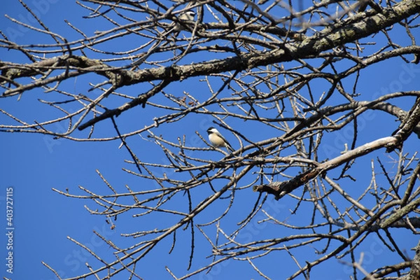 Fototapeta Black Capped Chickadee on bare branch with beautiful blue sky background