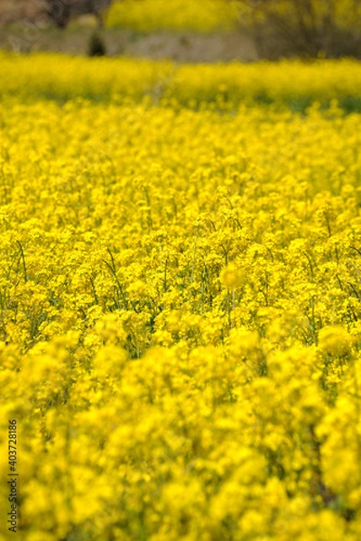 Obraz 菜の花畑