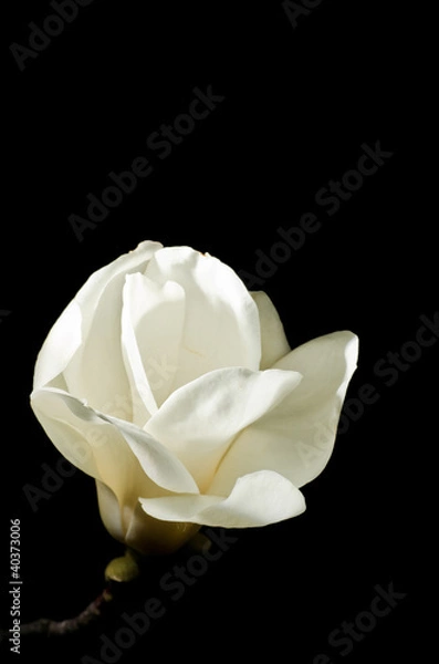 Obraz Magnolia at night