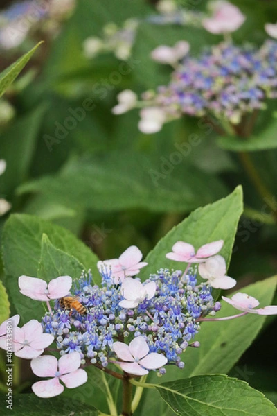 Fototapeta bee on a hydrangea