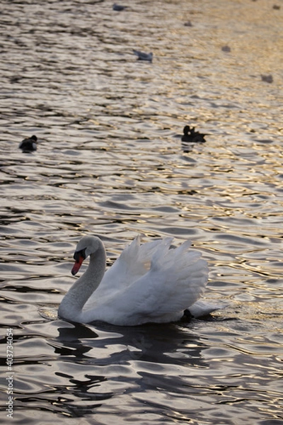Fototapeta swan on the lake
