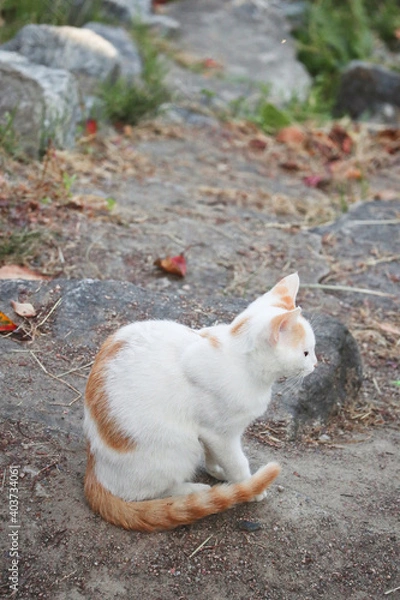 Fototapeta stray cat on the ground