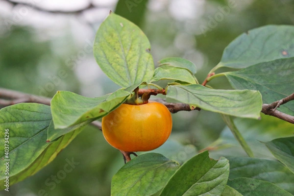 Fototapeta persimmon on tree