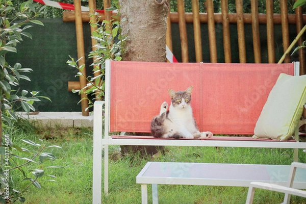 Fototapeta Cat on the bench