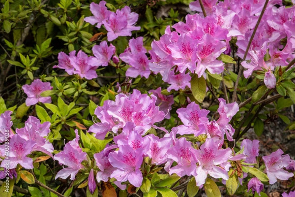 Fototapeta 風景素材　満開の三室戸寺のツツジ