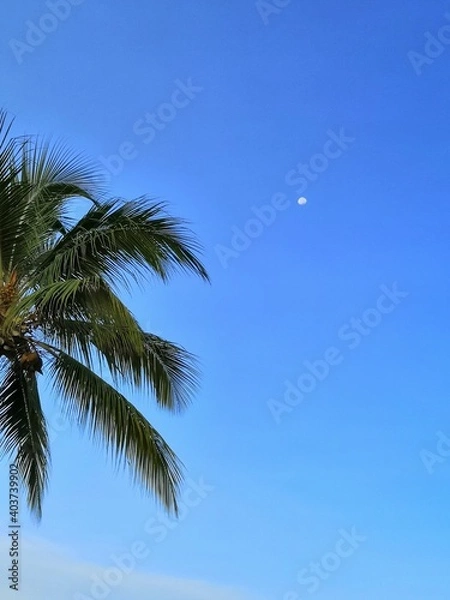 Fototapeta Palm tree whit the moon