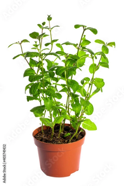 Fototapeta Bush of fragrant mint in a pot on a white background
