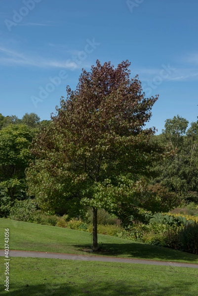 Obraz Summer Green Foliage of an American Sweetgum Tree (Liquidambar styraciflua 'Worplesdon') Growing in a Garden in Rural Devon, England, UK