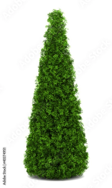 Obraz eastern arborvitae bush isolated on white background