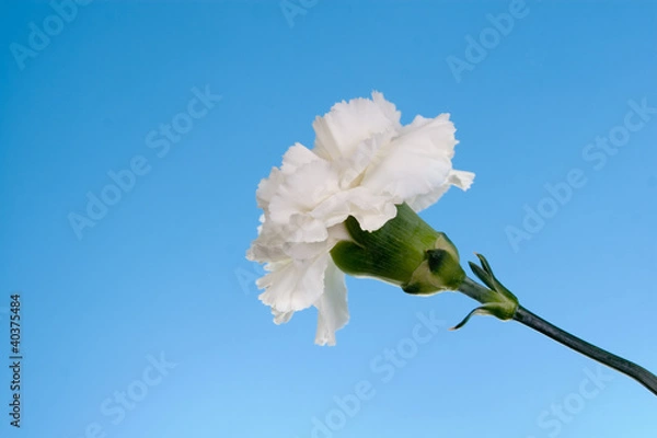 Fototapeta White carnation