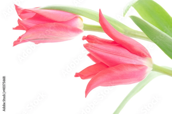 Fototapeta チューリップの切り花