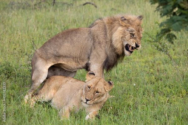 Fototapeta mating pair of lions