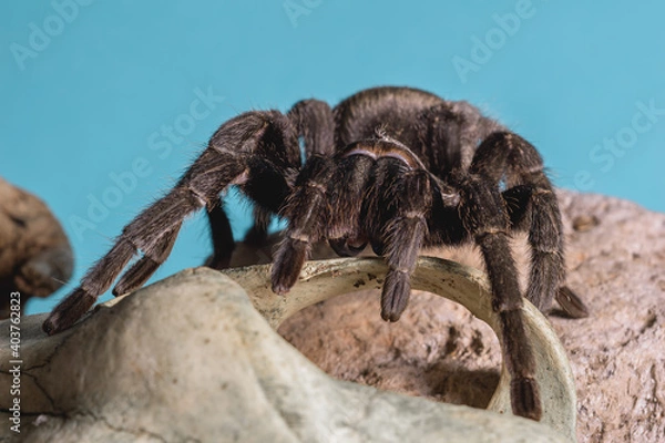 Obraz tarantula peluda 1