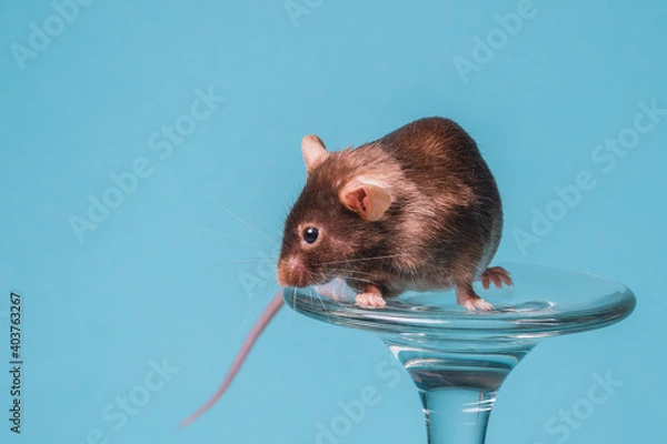 Obraz raton satinado cafe 1