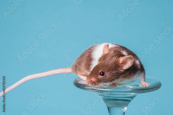 Obraz raton satinado cafe con leche 1