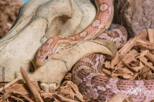 Obraz serpiente en craneo 1