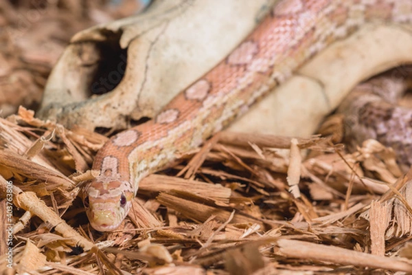 Obraz serpiente en craneo 2