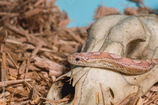 Obraz serpiente en craneo 3