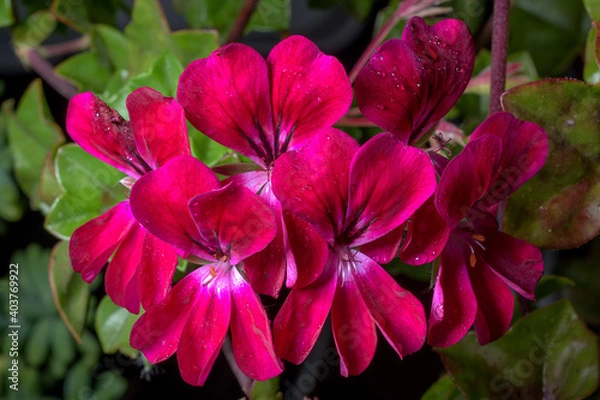 Obraz flor morado con gota 