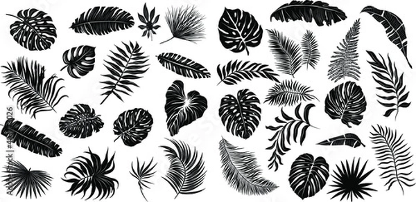 Fototapeta palm leaves set pattern black and white vector illustration 