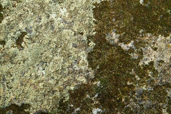 Fototapeta Close up view of a grey flat stone speckled with colourful lichens and ivy growing. Colorful pattern and texture surface. Abstract outdoor natural view as a background.