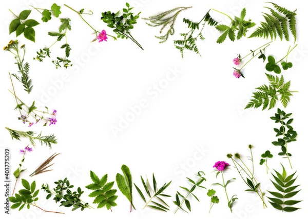 Fototapeta Botanical Frame. Herbarium of various plants on a white background. Copy space. Freshly cut plants. Forest flowers, herbs, berries