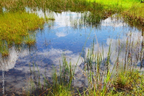 Fototapeta 沼地に映る空