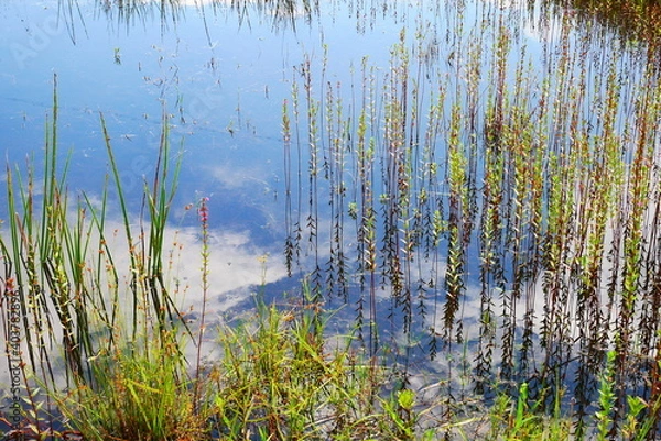 Fototapeta 沼のほとり