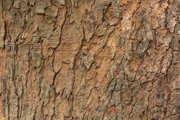 Fototapeta Aged Tree bark background texture