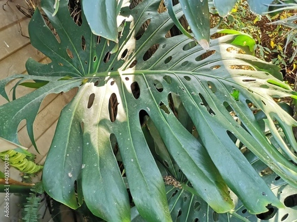 Obraz delicious monster