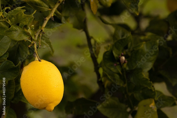 Obraz Limão da vida