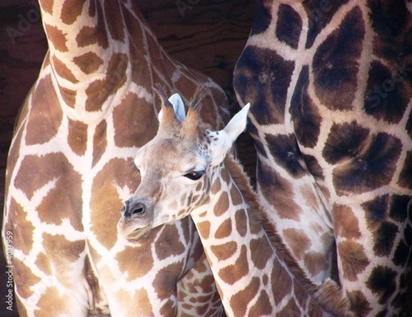 Obraz Baby Giraffe