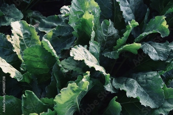 Fototapeta Sugar Beets