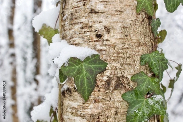 Obraz leaves covered in snow in winter