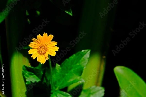 Fototapeta Beautiful Creeping daisy flower on blurred green leaves and dark shadow background, Singapore daisy flower.