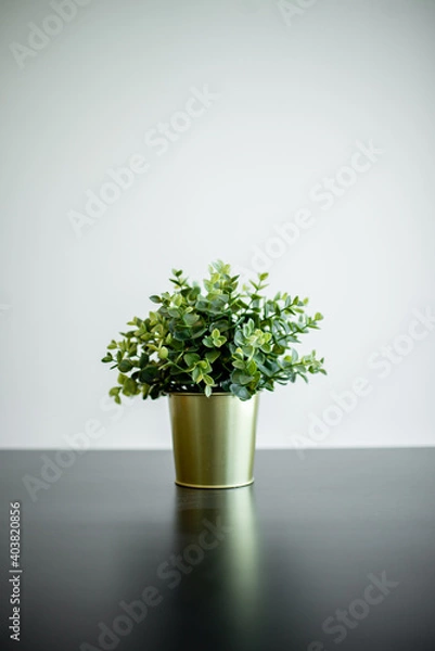 Obraz Isolated green trees on the table